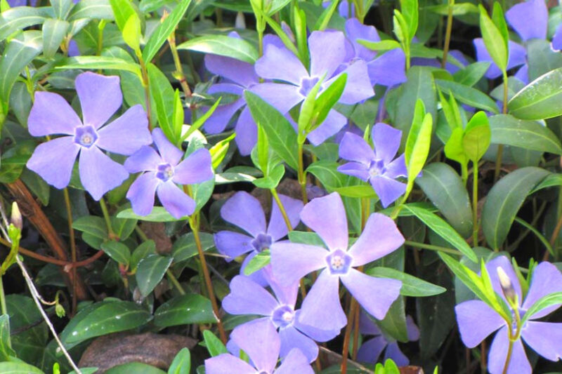 Vinca Plants Live - 800 Bare Roots - 6 to 8 Inc Tall