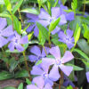 Vinca Plants Live - 150 Bare Roots - 6 to 8 Inc Tall