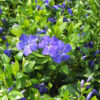 Vinca Plants Live - 300 Bare Roots - 6 to 9 Inc Tall