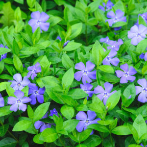 Vinca Plants Live - 350 Bare Roots - 6 to 9 Inc Tall