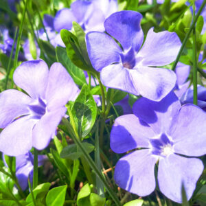 Alternative view of Vinca Plants Live - 600 Bare Roots - 6 to 9 Inc Tall