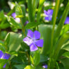 Vinca Plants Live - 600 Bare Roots - 6 to 9 Inc Tall