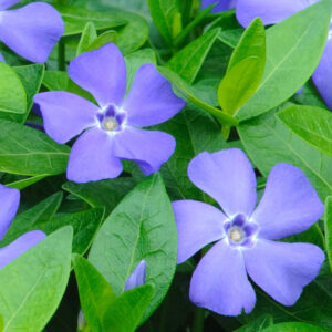 Alternative view of Vinca Plants Live - 500 Bare Roots - 6 to 9 Inc Tall