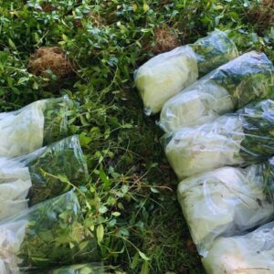 Alternative view of Vinca Plants Live - 900 Bare Roots - 6 to 9 Inc Tall