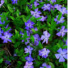 Vinca Plants Live - 1000 Bare Roots - 6 to 9 Inc Tall