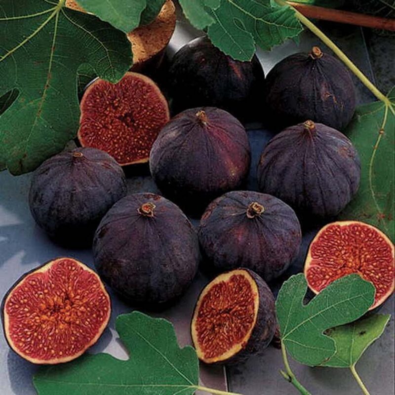 2 Ronde de Bordeaux Fig Cuttings Unrooted, 6 to 9 Inc Tall - Image 5