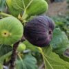 Ronde de Bordeaux Fig Cutting, 6 to 10 Inc Tall