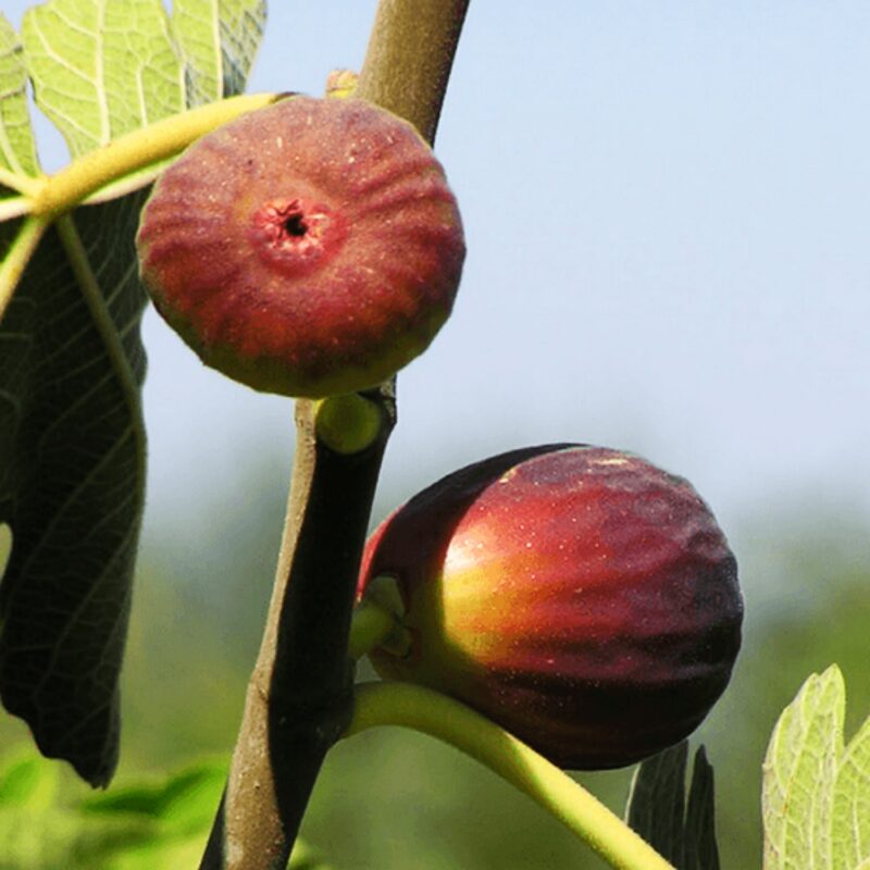 Italian Purple Fig Tree Plant, 8 Inc Tall in 4 Inc Pot - Image 2