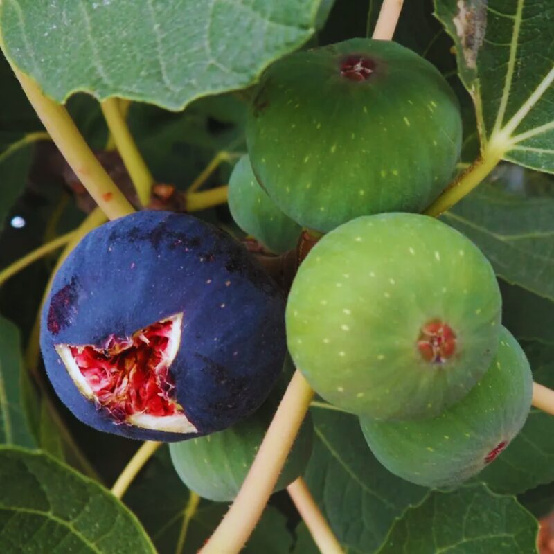 Italian Purple Fig Tree, 8 Inc Tall in 4'' Pot - Image 2
