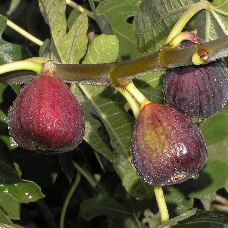 Italian Purple Fig Tree, 8 Inc Tall in 4'' Pot