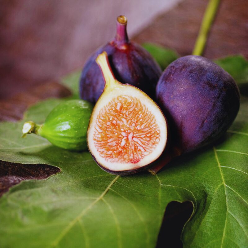 Long Island Cutting Unrooted, 6 to 9 Inc Tall