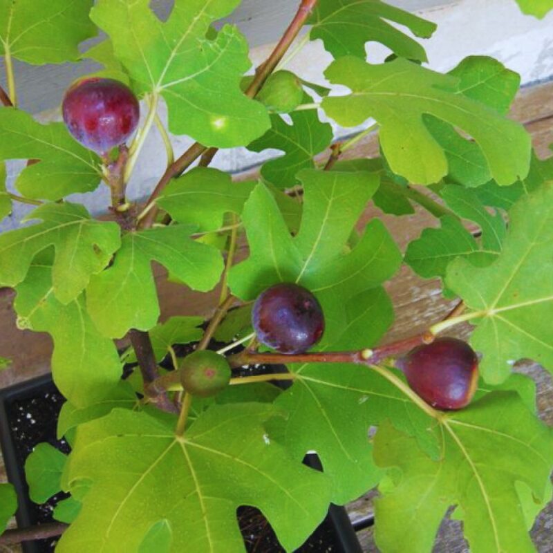 Long Island Cutting Unrooted, 6 to 9 Inc Tall - Image 2