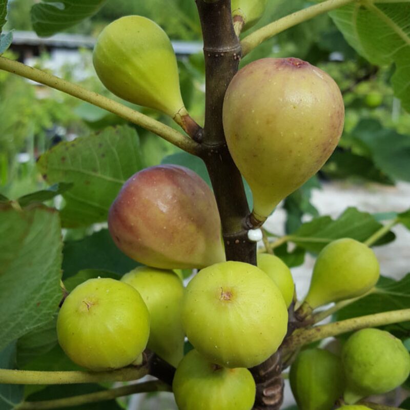 2 Bella Madelina Fig Cuttings Unrooted, 6 to 9 Inc Tall - Image 3