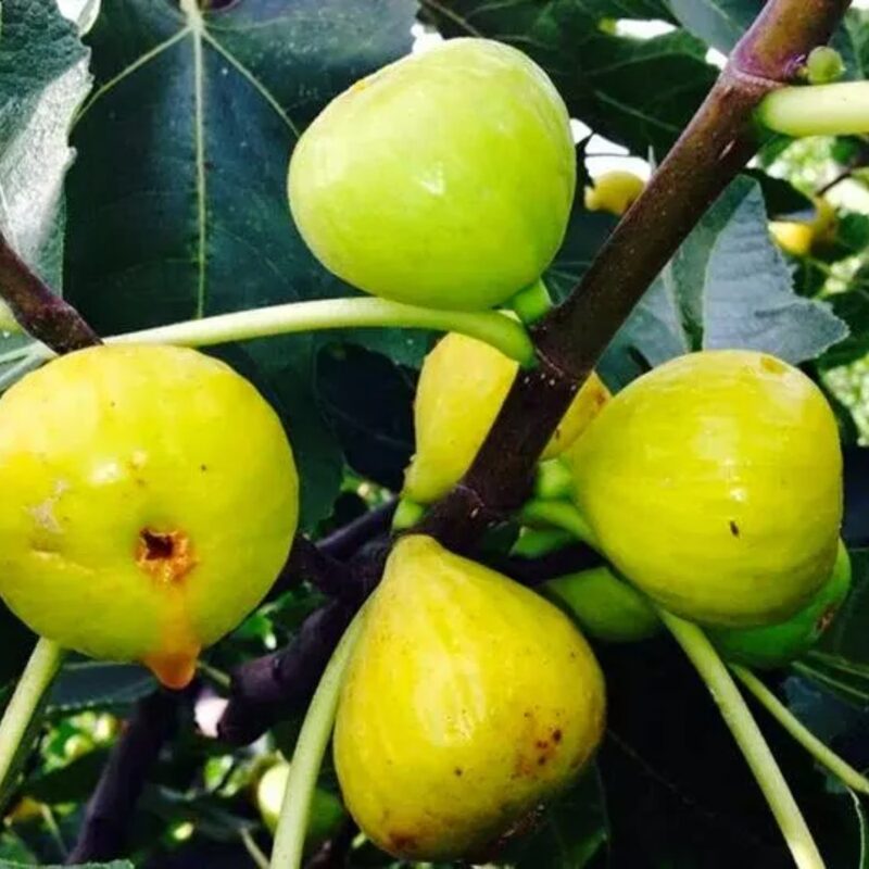 2 Bella Madelina Fig Cuttings,6 to 10 Inc Tall - Image 3