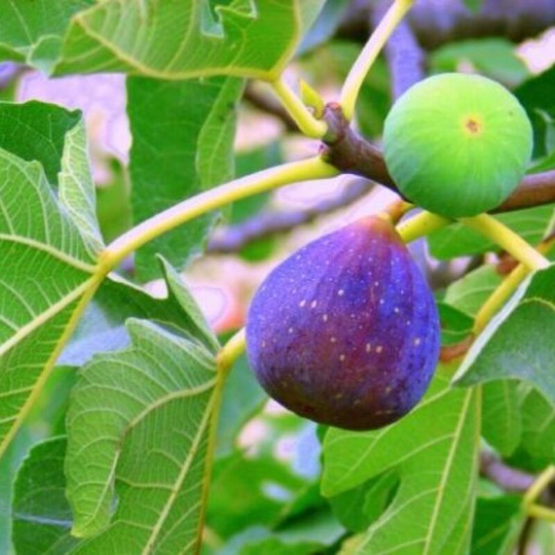 3 Napoli Fig Cuttings Unrooted, 6 to 10 Inc Tall - Image 2