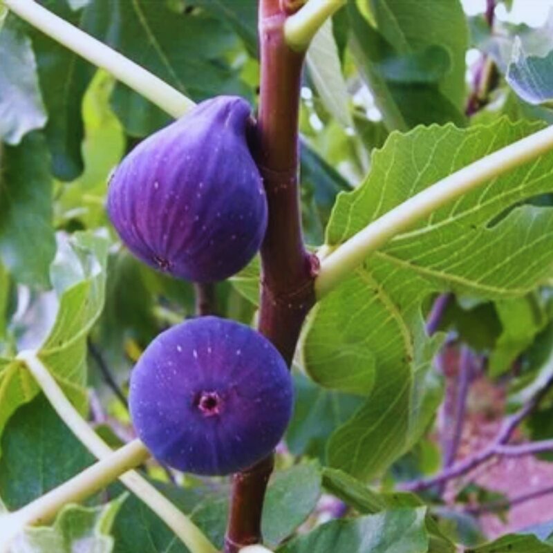 3 Napoli Fig Cuttings Unrooted, 6 to 10 Inc Tall