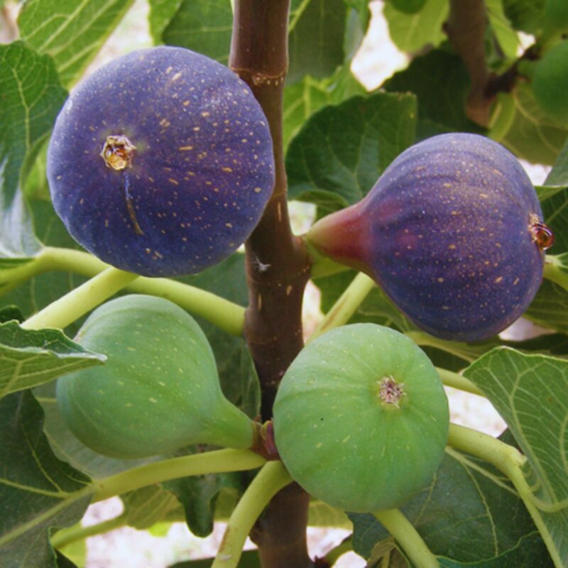 2 Napoli Fig Cuttings Unrooted, 6 to 9 Inc Tall - Image 2