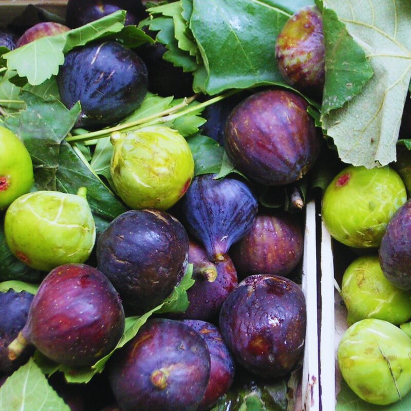 2 Napoli Fig Cuttings,6 to 10 Inc Tall - Image 5