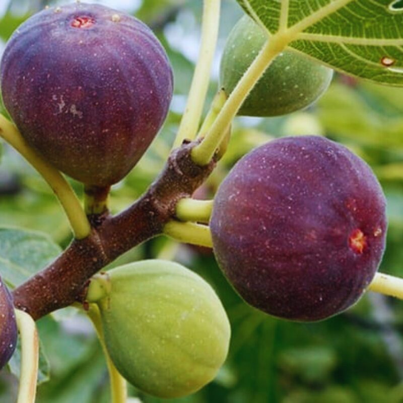 Napoli Fig Cutting, 6 to 10 Inc Tall - Image 4