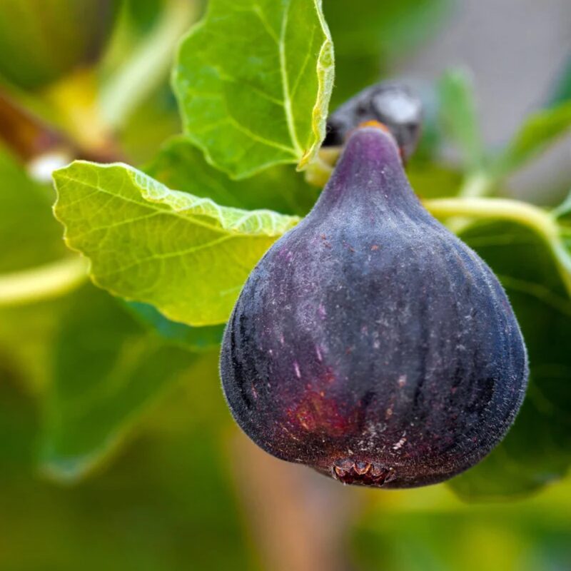 2 Black Mission Fig Cuttings, 6 to 10 Inc Tall - Image 4