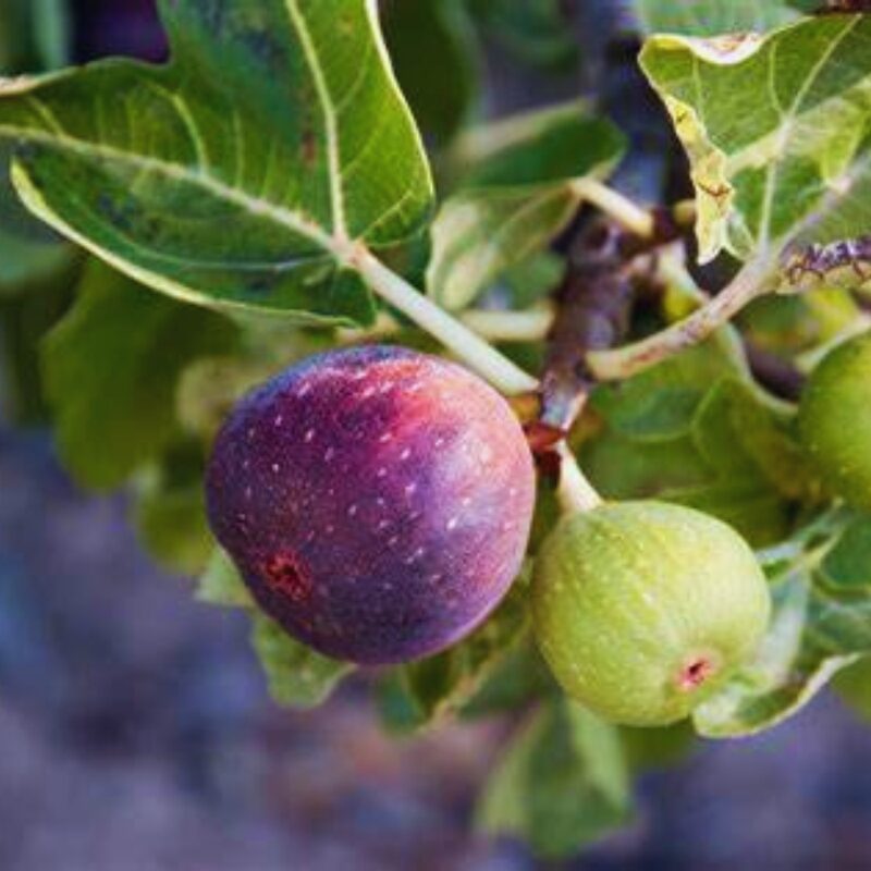 2 Smith Fig Cuttings Unrooted, 6 to 9 Inc Tall