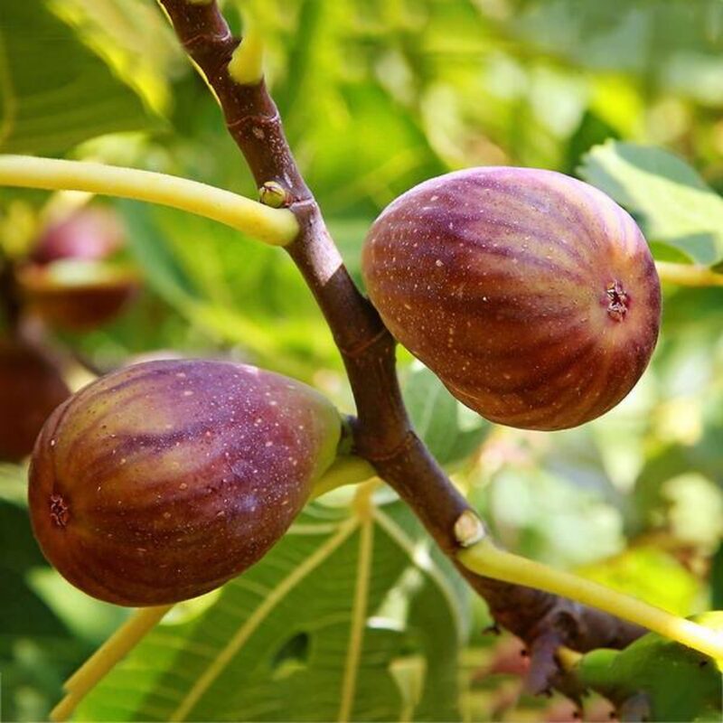 3 Brown Turkey Fig Cuttings, 6 to 10 Inc Tall - Image 3