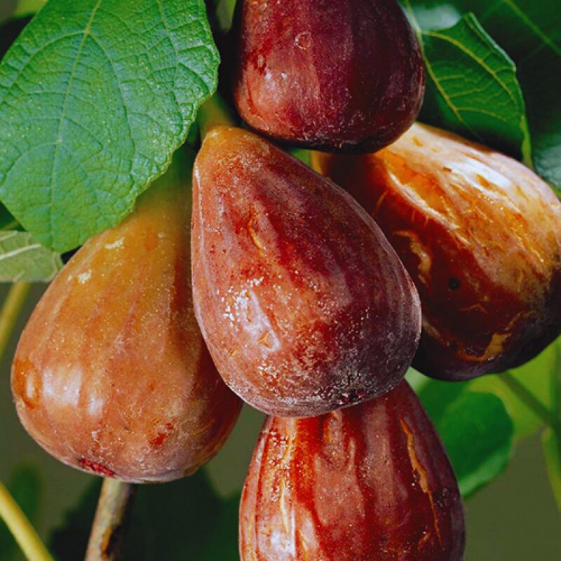 3 Brown Turkey Fig Cuttings, 6 to 10 Inc Tall - Image 2