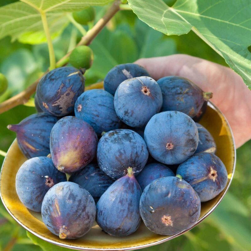 Olympian Cutting Unrooted, 6 to 9 Inc Tall - Image 5