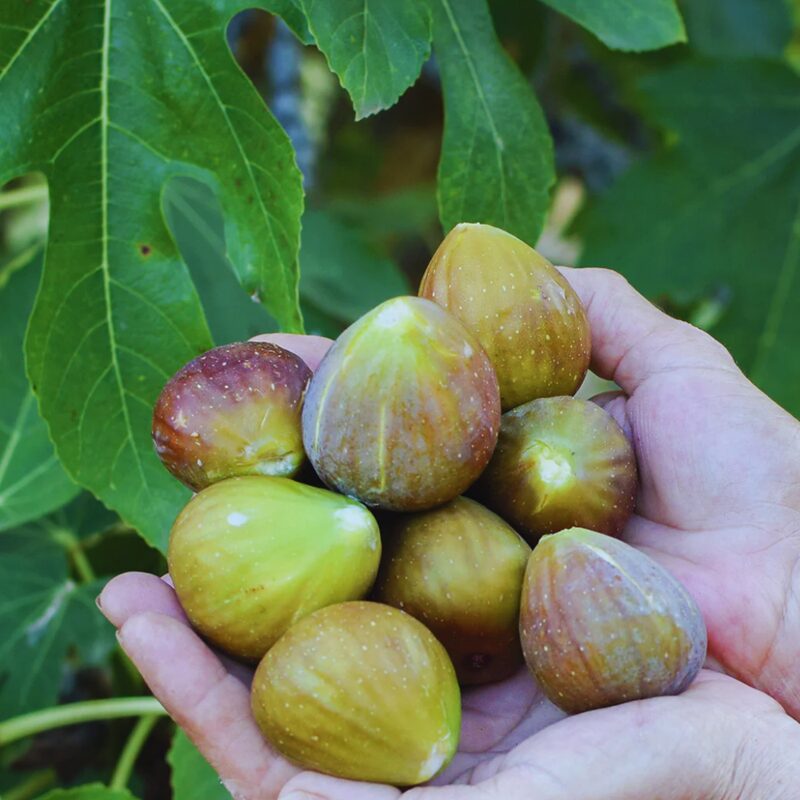 Olympian Fig Cutting, 6 to 10 Inc Tall - Image 4