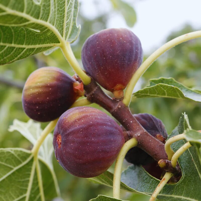 Olympian Fig Cutting, 6 to 10 Inc Tall - Image 3