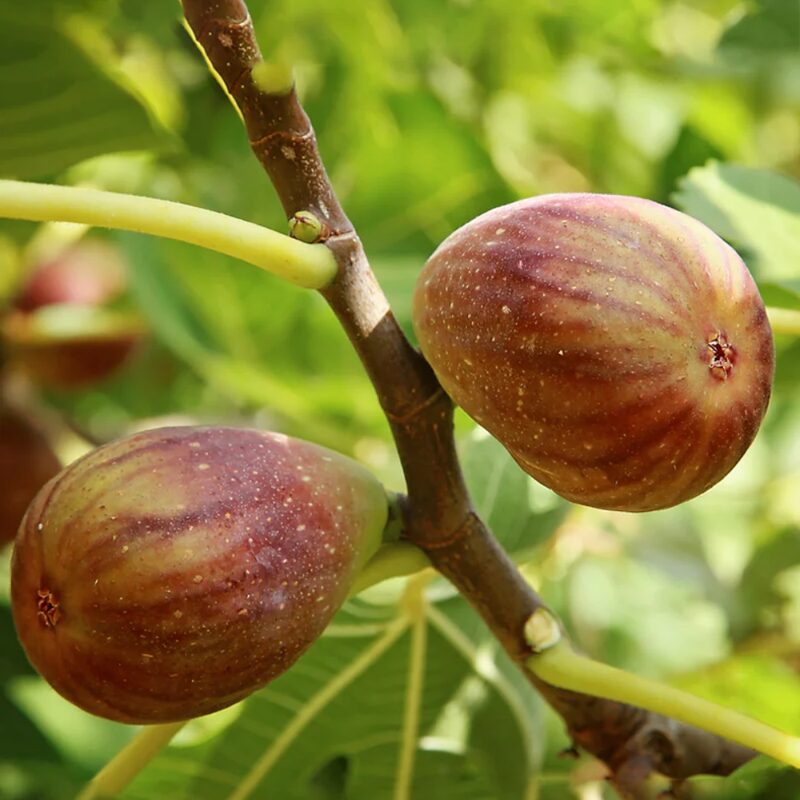 Olympian Fig Cutting, 6 to 10 Inc Tall - Image 2