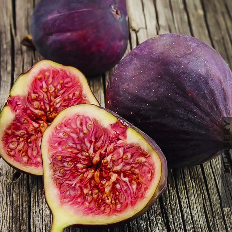 2 Celeste Fig Trees Plants, 6 to 9 Inc Tall - Image 5