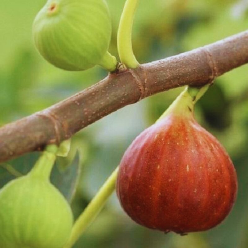 2 Celeste Fig Trees Plants, 6 to 9 Inc Tall - Image 4