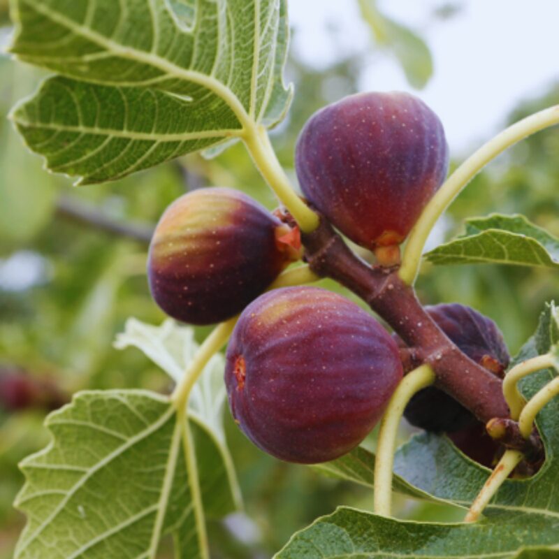 2 Celeste Fig Trees Plants, 6 to 9 Inc Tall - Image 3