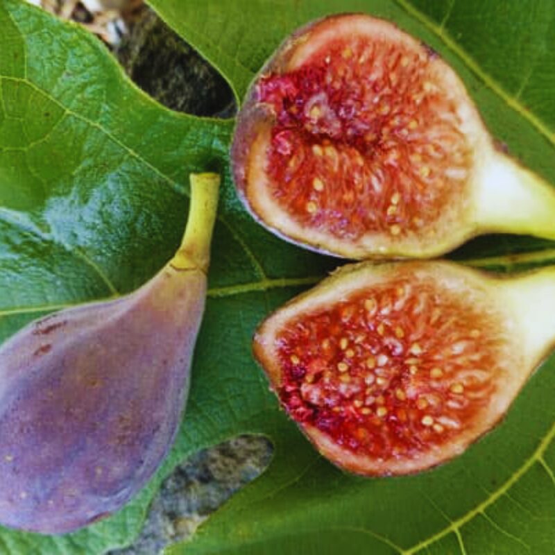 2 Celeste Fig Trees, 6 to 10 Inc Tall - Image 3