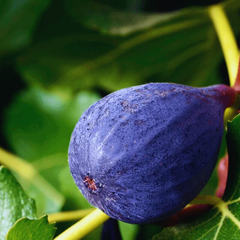 LSU Purple Fig Cutting Unrooted, 6 to 9 Inc Tall - Image 5