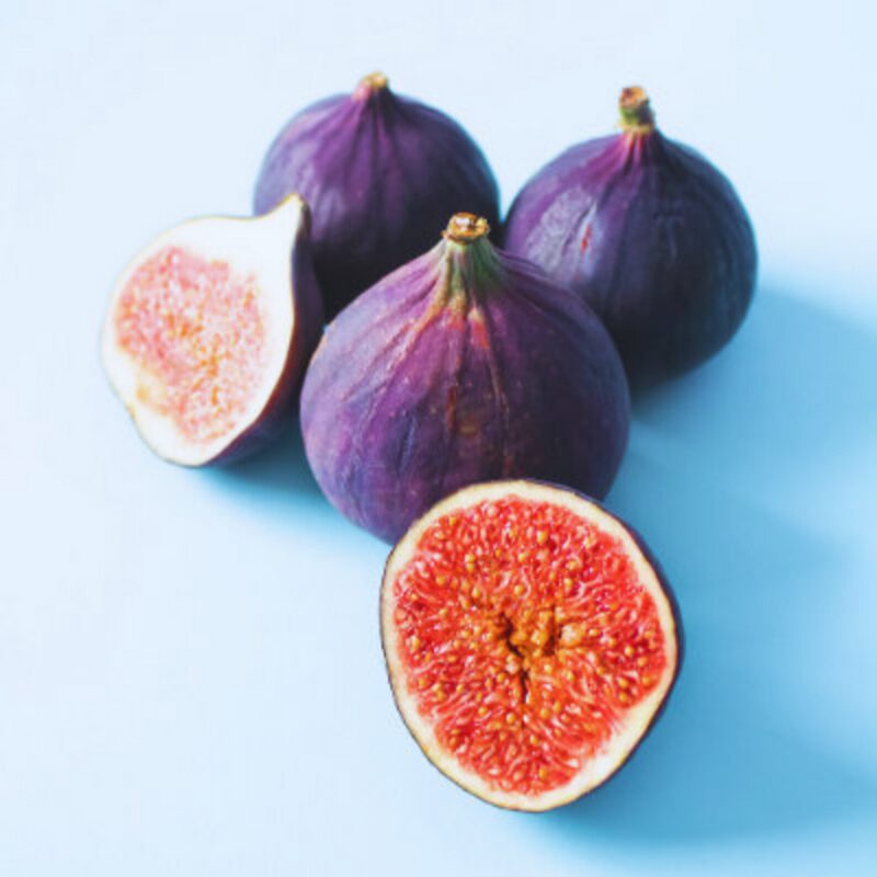 LSU Purple Fig Cutting Unrooted, 6 to 9 Inc Tall - Image 4