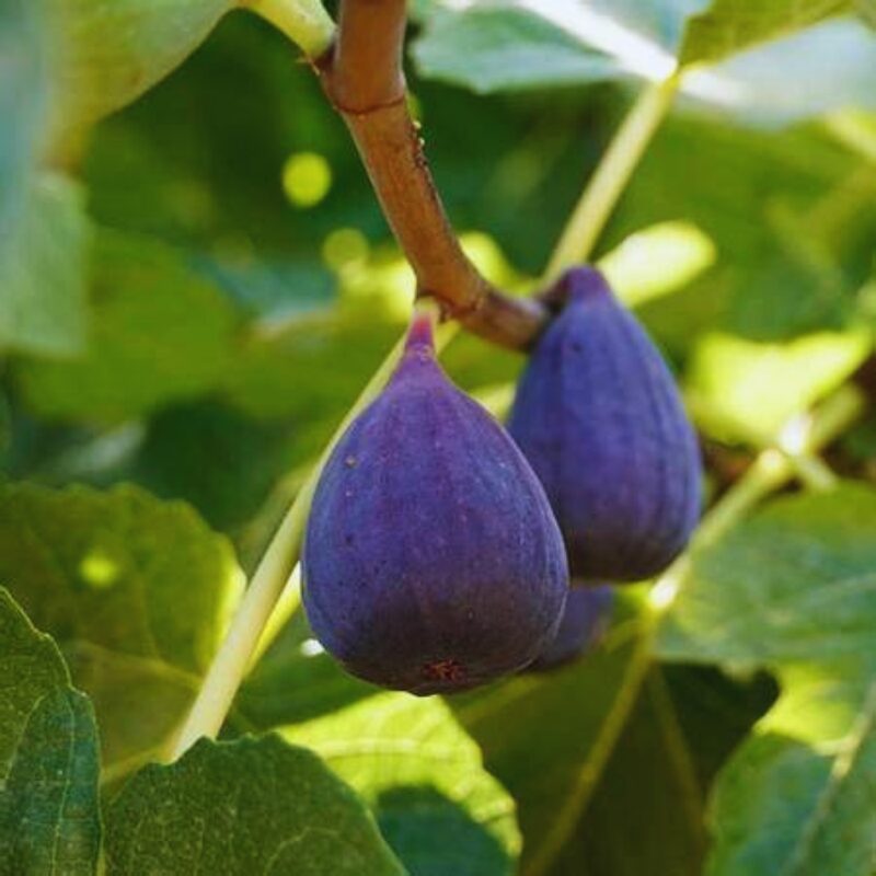 LSU Purple Fig Cutting, 6 to 10 Inc Tall - Image 2