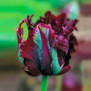 Alternative view of 20 Black Parrot Tulip Bulbs, Outdoor Garden, Perennial Flower Plant