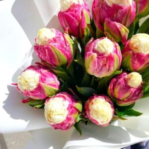 Alternative view of 10 Ice Cream Tulip Bulbs-Hardy Perennial Bulbs for Spring Blooms