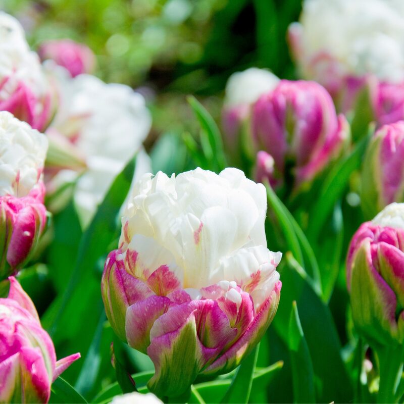 5 Ice Cream Tulip Bulbs - Image 3