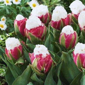 Alternative view of 5 Ice Cream Tulip Bulbs