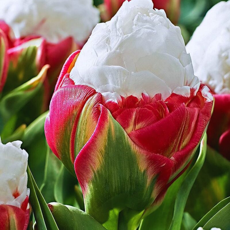 5 Ice Cream Tulip Bulbs