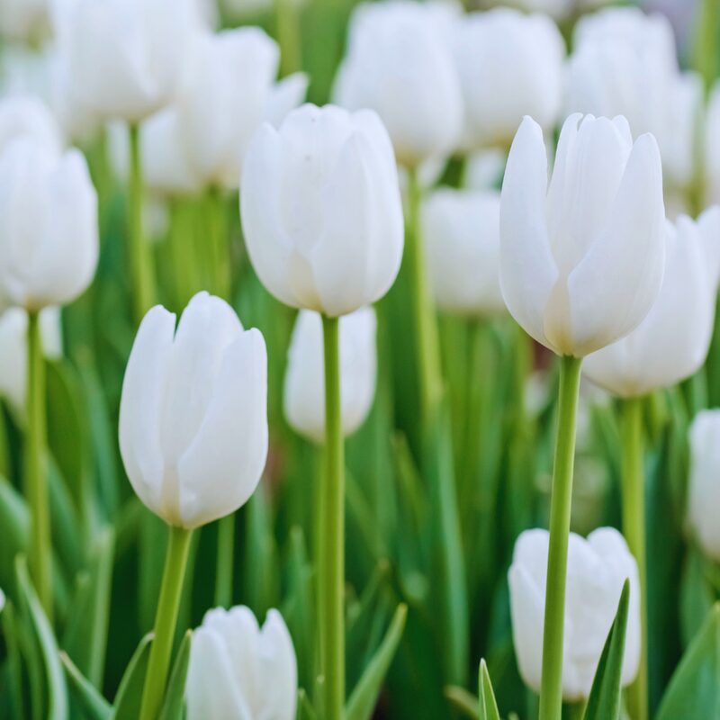 10 White Tulip Bulbs - Image 2
