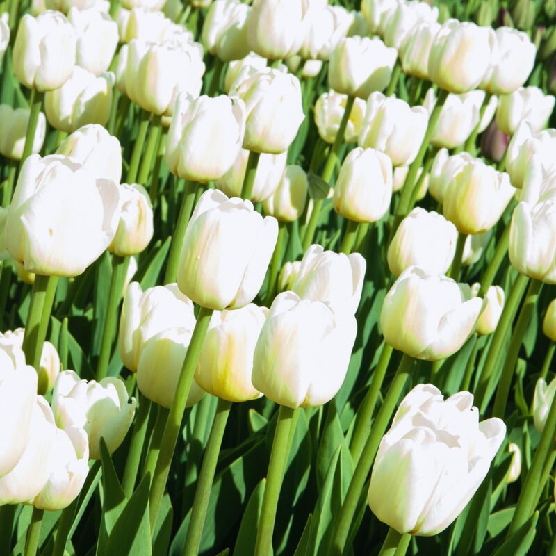 10 White Tulip Bulbs - Image 3