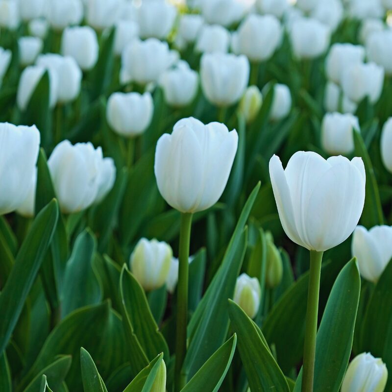 10 White Tulip Bulbs