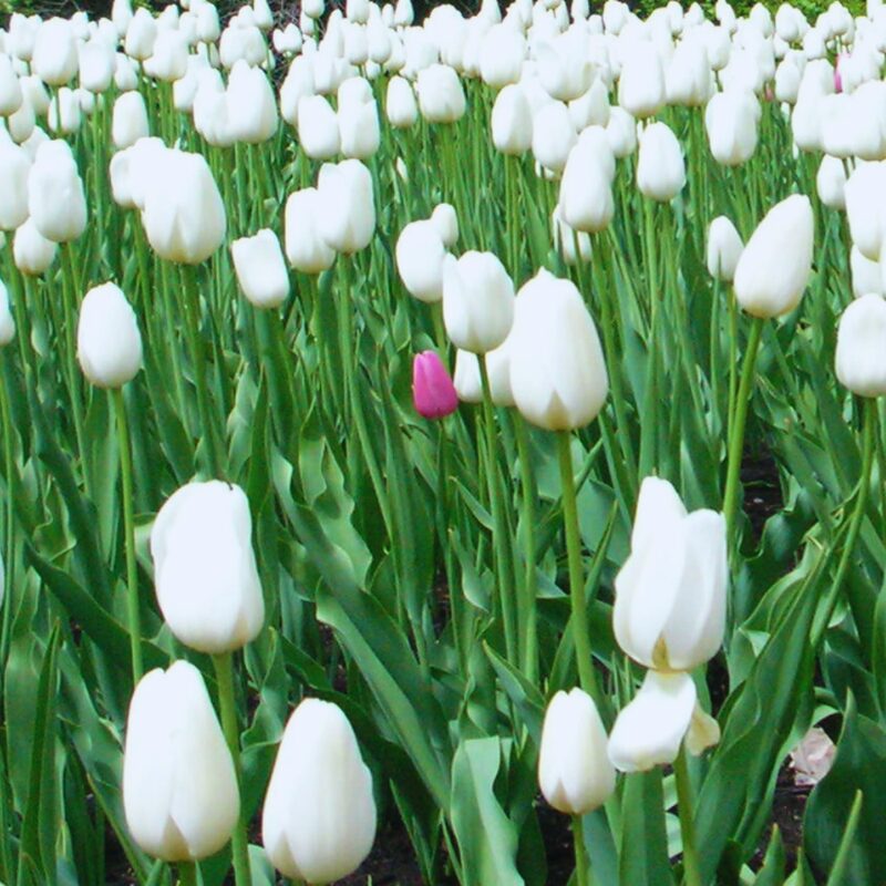 10 White Tulip Bulbs, Large Tulip Bulb, Flower Spring Bulbs