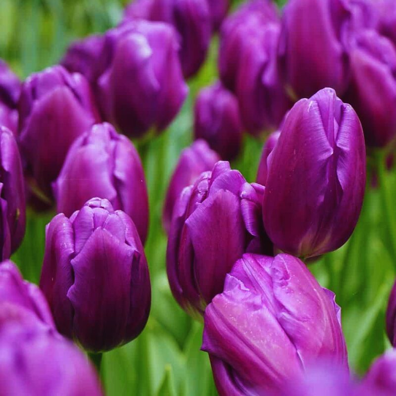 50 Purple Tulip Bulbs - Image 4