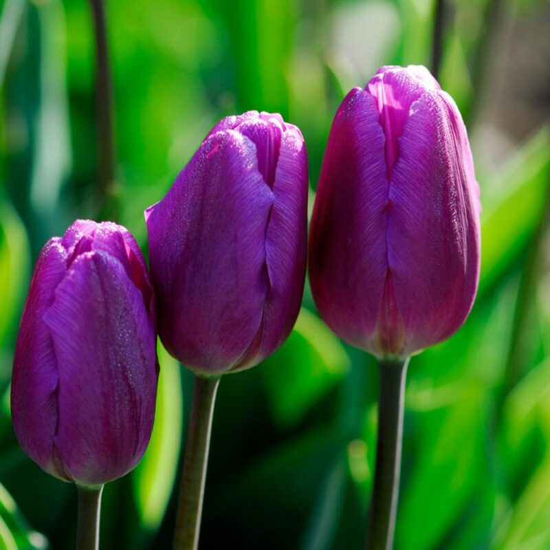 50 Purple Tulip Bulbs - Image 2