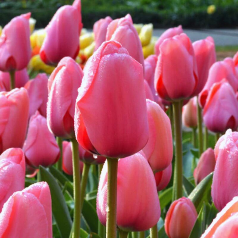 50 Pink Impression Tulip Bulbs - Image 4